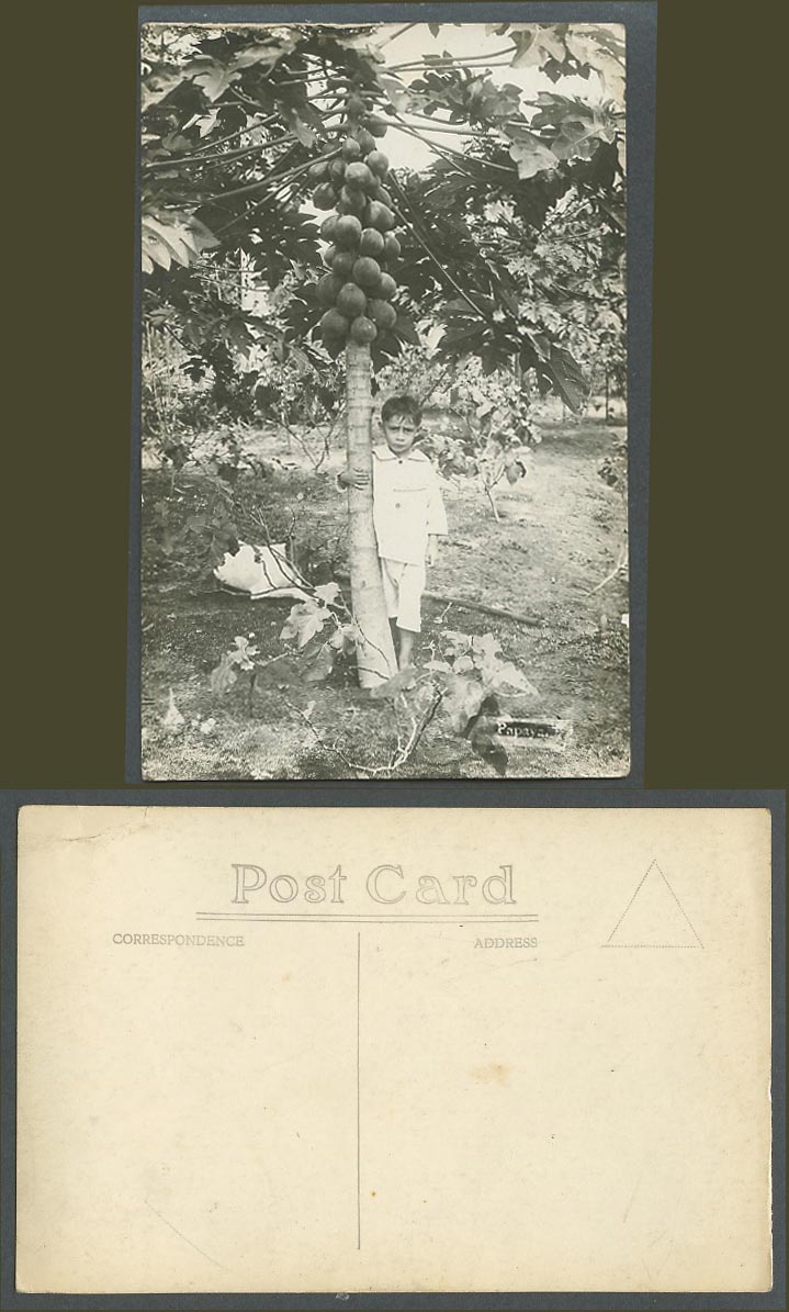 Singapore Old Real Photo Postcard Malay Boy & Papaya Tree, Papayas Fruits Malaya