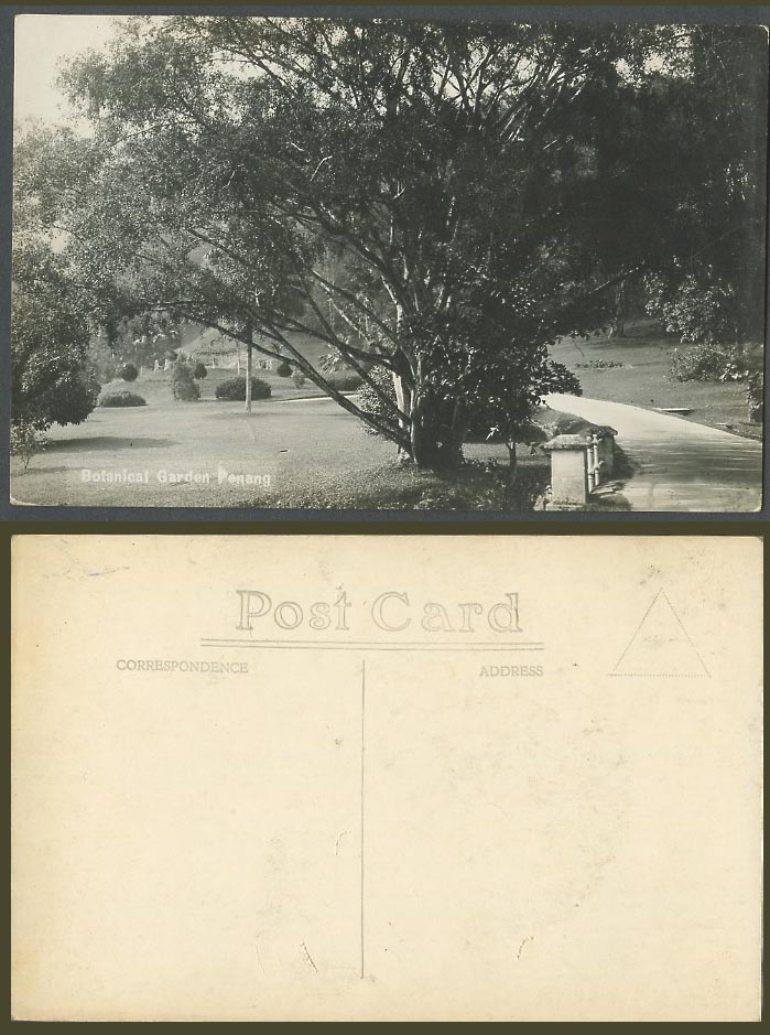 Penang Old Real Photo Postcard Botanical Garden Botanic Gardens, Road Path Trees