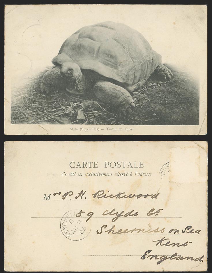 Seychelles 1903 Old UB Postcard MAHE Tortoise Land Turtle Tortue de Terre Animal