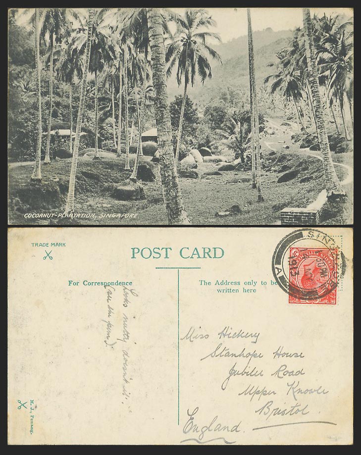 Singapore KG5 3c 1913 Old Postcard Cocoanut Plantation Coconut Palm Trees Malaya
