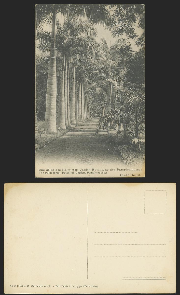 Mauritius Old Postcard Palm Trees Alley, Pamplemousses Botanic Botanical Garden