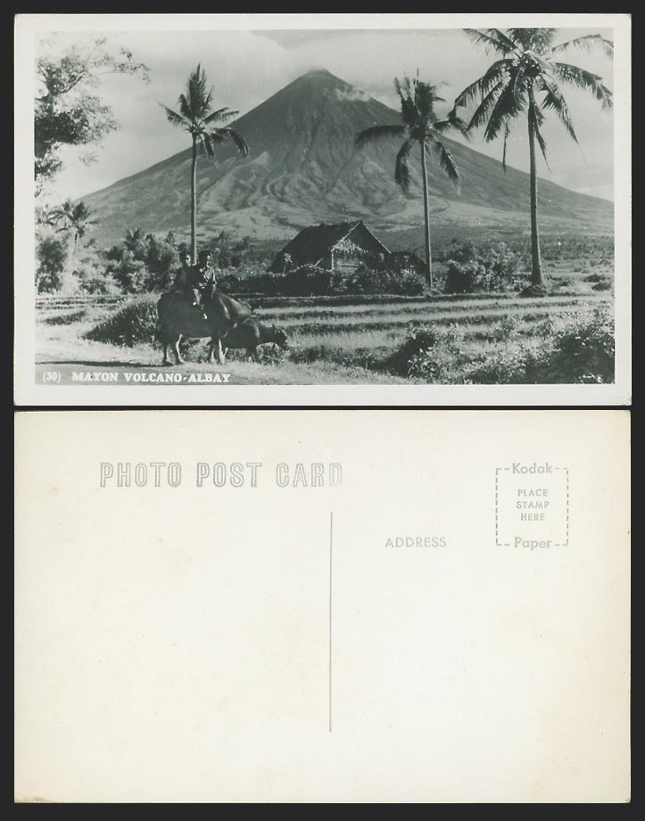 Philippines Old Real Photo Postcard Albay, Mt. Mayon Volcano Mountain, Buffalo