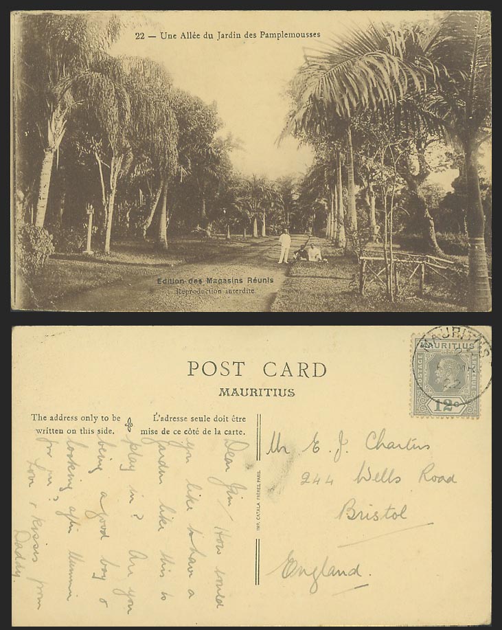 Mauritius KG5 12c 1922 Old Postcard Allee du Jardin des Pamplemousses Garden 22.