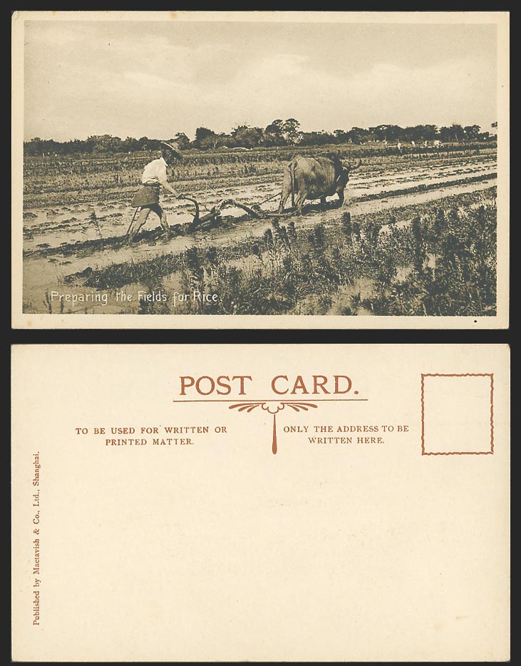 China 1923 Old Postcard Shanghai Chinese Farmer Buffalo Preparing Field for Rice