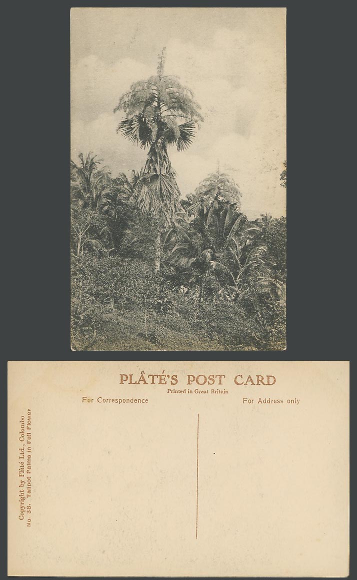 Ceylon Old Postcard Talipot Palms in Full Flower Palm Tree Corypha umbraculifera