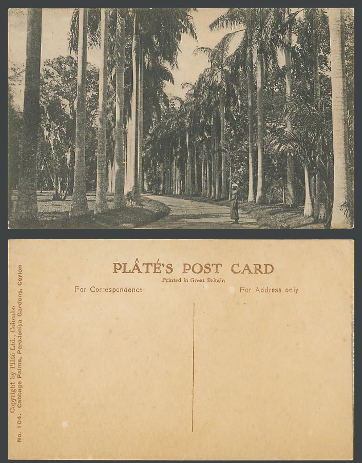Ceylon Old Postcard Cabbage Palms Peradeniya Gardens Kandy Palm Trees Man Stands