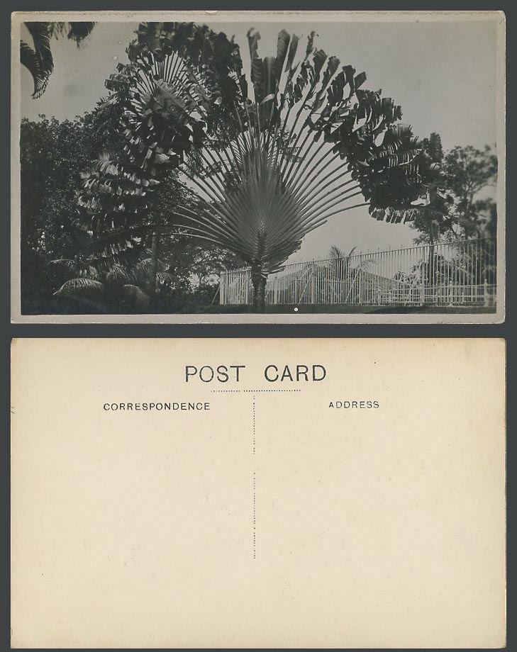 Singapore Old Real Photo Postcard Travelling Tree, Traveller's Palm Trees, Fence