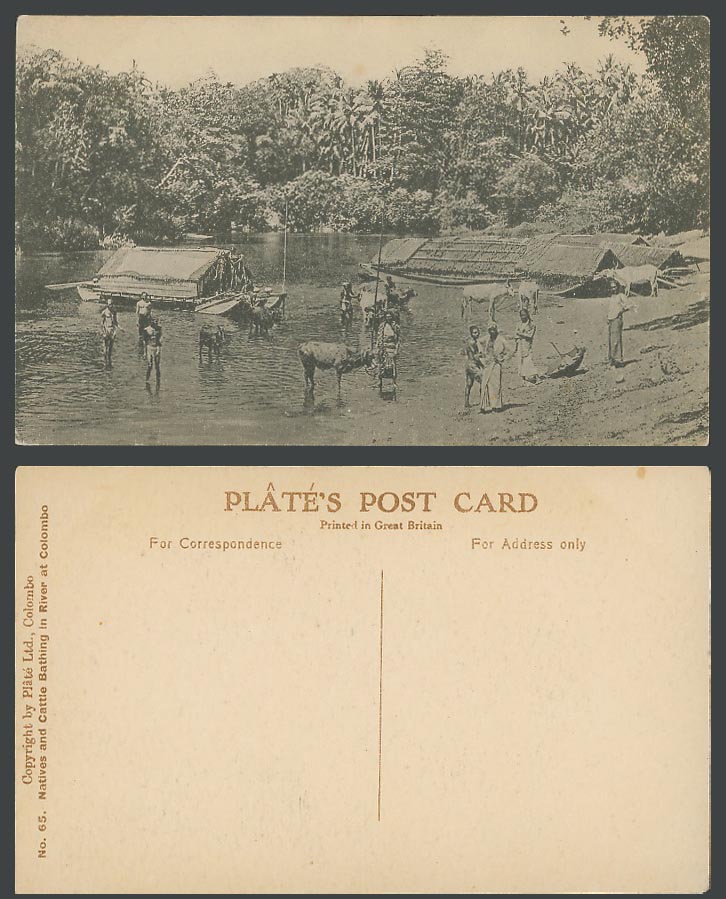 Ceylon Old Postcard Natives & Cattle Bathing in River Colombo Bathers Houseboats