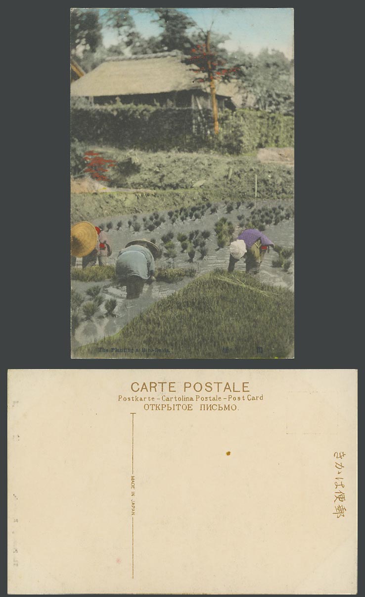Japan Old Hand Tinted Postcard Native Farmers Planting in Rice Fields Paddies 田植