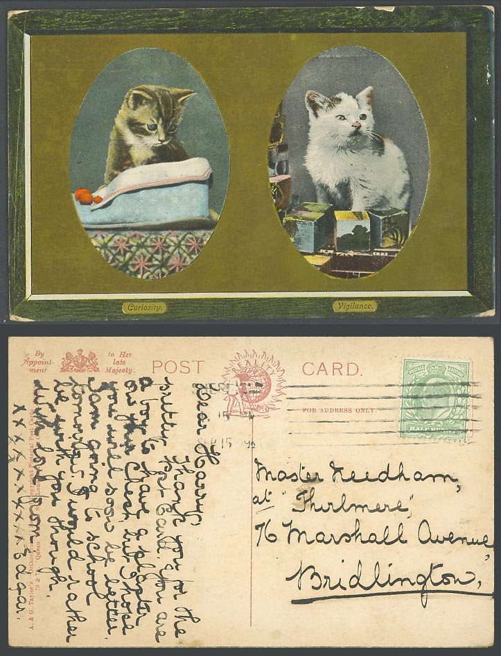 Cat Kitten Cats Kittens, Curiosity and Vigilance 1909 Old Postcard Pets Animals