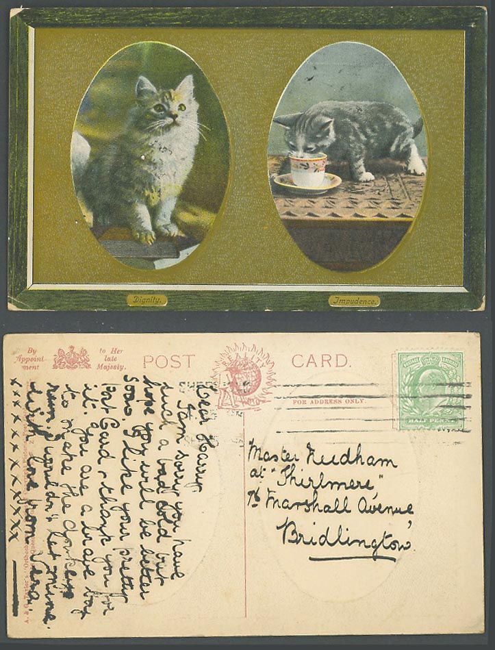 Cat Kitten Cats Kittens Dignity and Impudence 1909 Old Postcard Pets Animals A&G