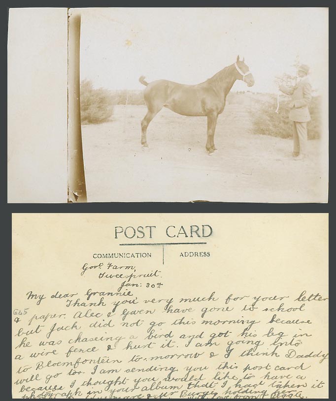 Horse Animal & Man, Real Photo Photograph Photographic Old Postcard 8cm x 13.1cm