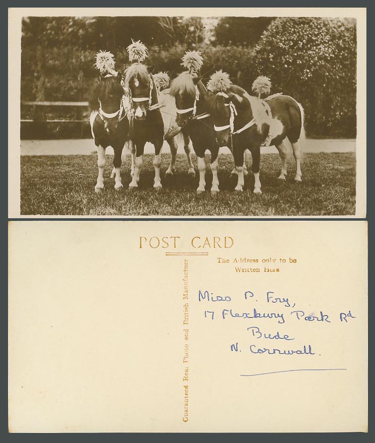 Horse Pony Animals, 4 Circus Horses, Decorated Ponies Old Real Photo Postcard RP