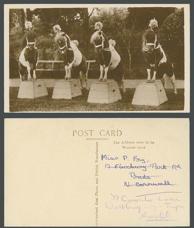 Horse Pony, 4 Circus Horses, Decorated Ponies Performing Old Real Photo Postcard