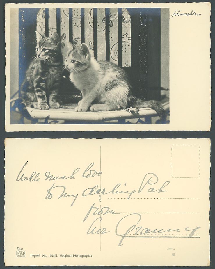 Cats Kittens Cat Kitten Pet Pets Animals Old Real Photo Postcard Import No.525/1