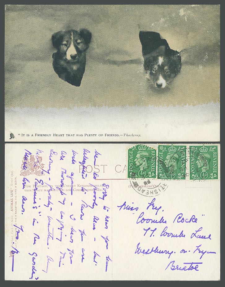 Dogs Puppies Dog Puppy Friendly Heart Plenty of Friends 1947 Old Tuck's Postcard