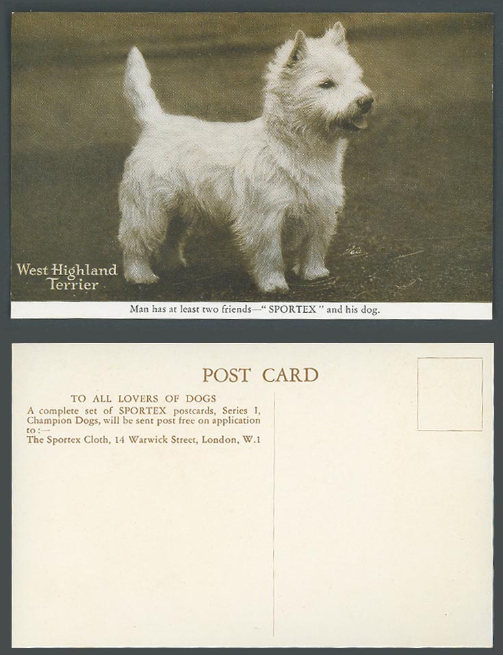 West Highland Terrier Dog Puppy Man has 2 Friends SPORTEX & His Dog Old Postcard