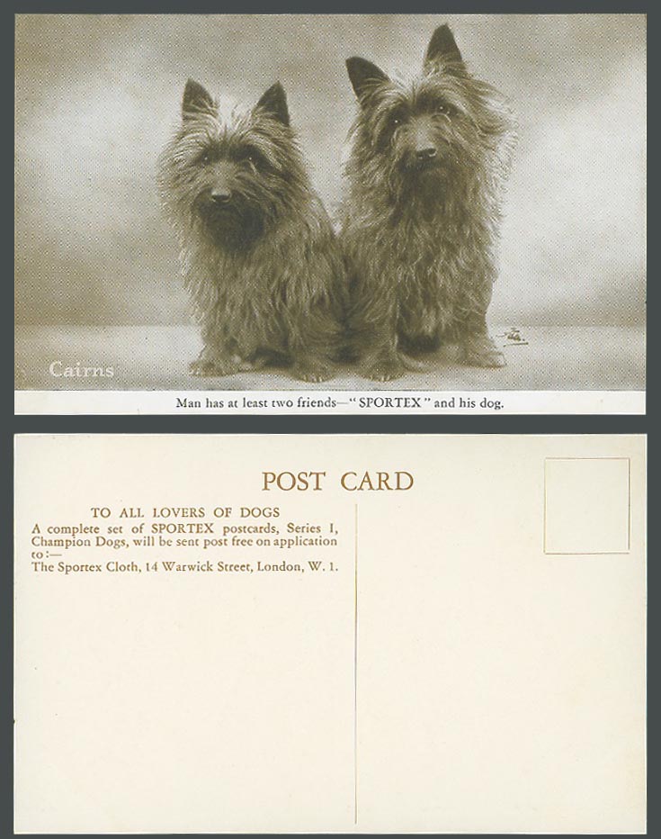 Cairns Dogs Cairn Puppies, Man has two Friends, SPORTEX and His Dog Old Postcard