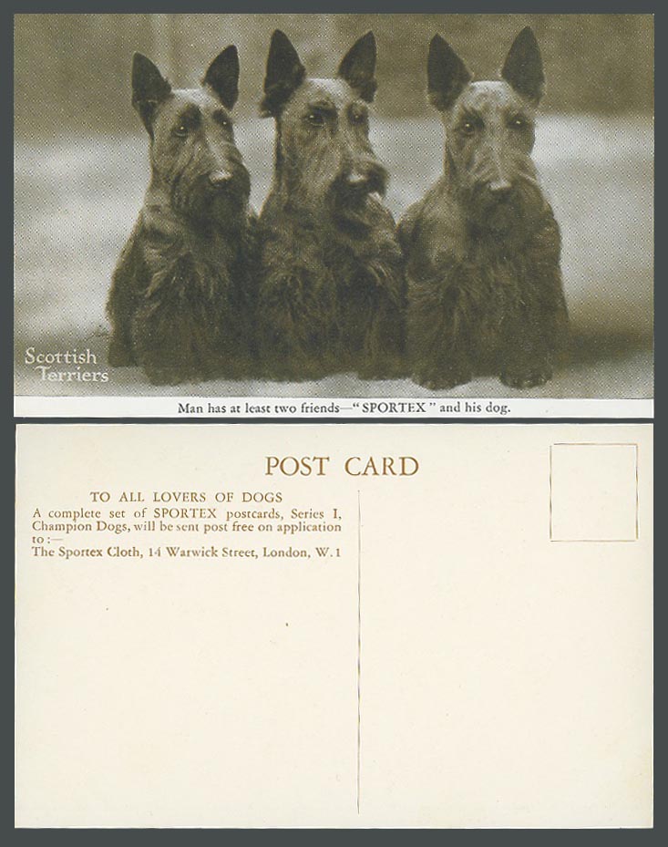 Scottish Terriers Scottie Dogs Puppies, 2 Friends SPORTEX & His Dog Old Postcard