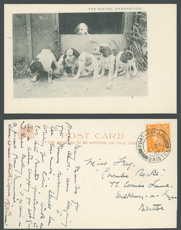 Dogs Puppies The Rising Generation 1948 Old Postcard Tuck's Animal Studies Puppy