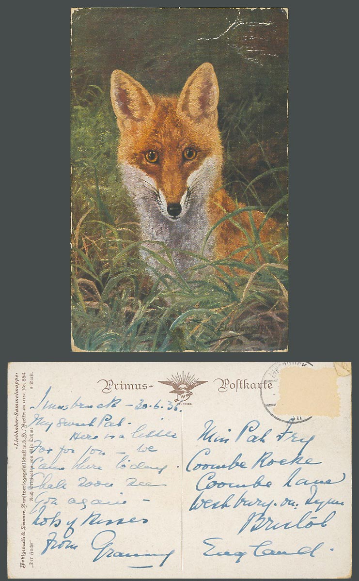 FOX Animal, Liebhaber-Sammelmappe, Art Artist Drawn 1936 German Old Postcard