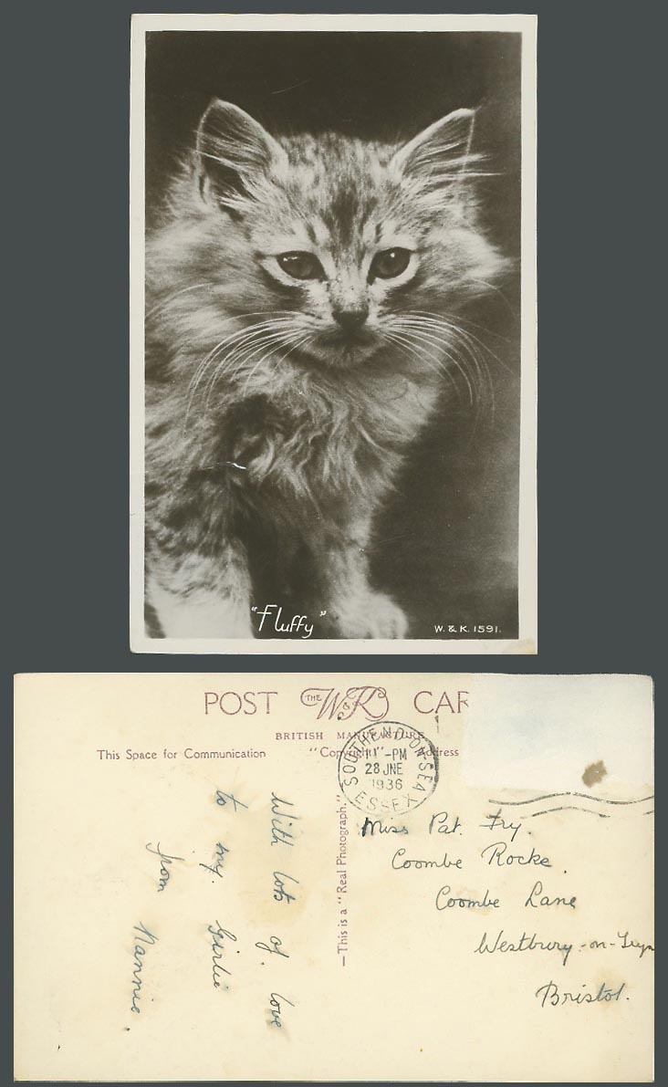 Fluffy, Cat Kitten, Pet Animal 1936 Old Real Photo Postcard W. & K. 1591