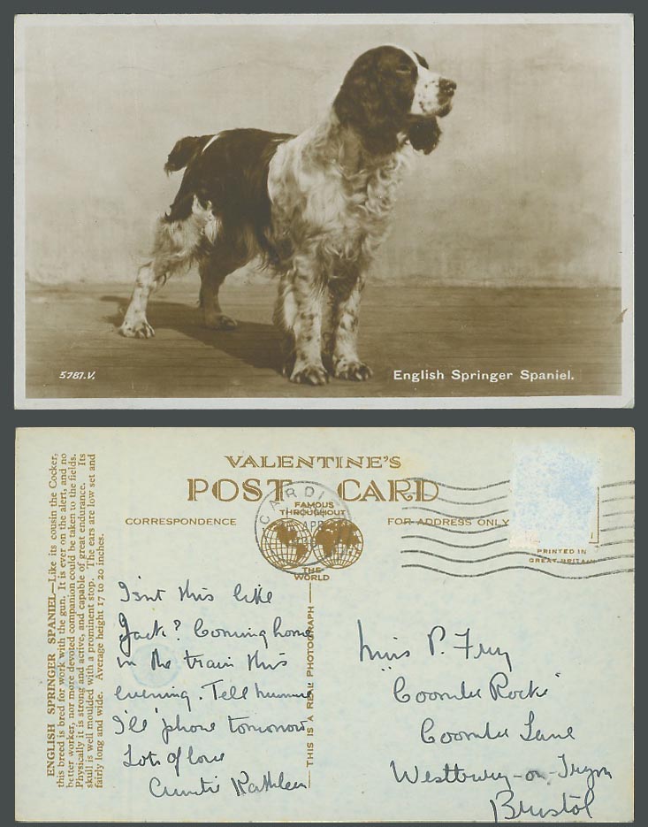 English Springer Spaniel Dog Puppy 1936 Old Real Photo Postcard Valentine's 5781