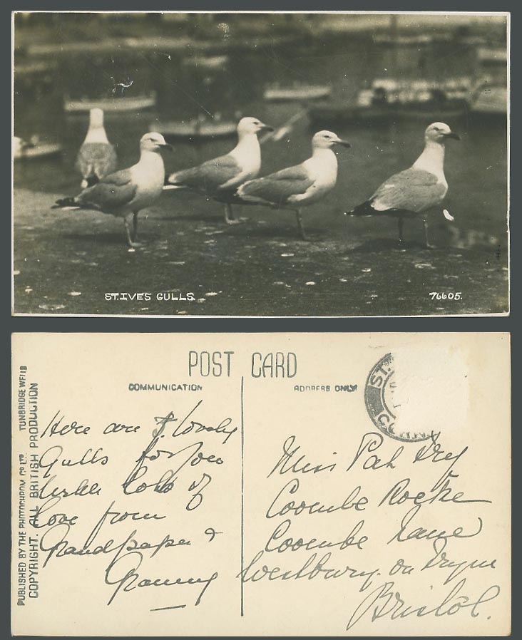 St. Ives Gulls, Seagulls Birds Old Real Photo Postcard Boats, Harbour, Cornwall