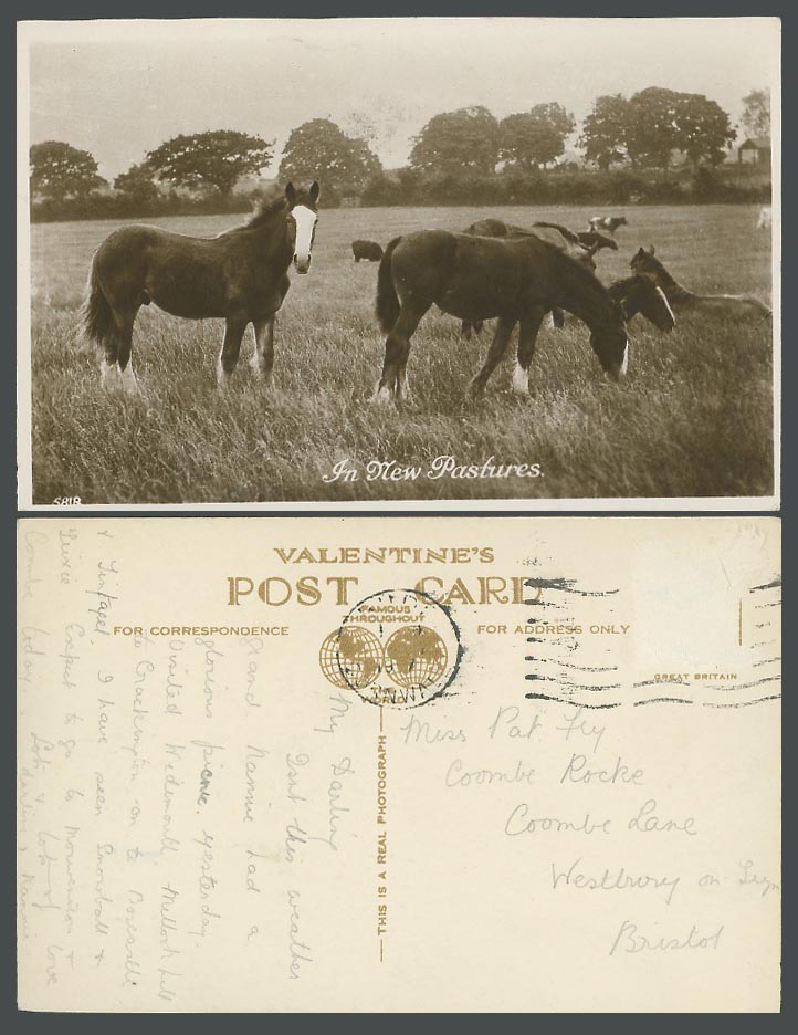 Horse Pony Cattle Animals, Horses Ponies, A New Pastures Old Real Photo Postcard