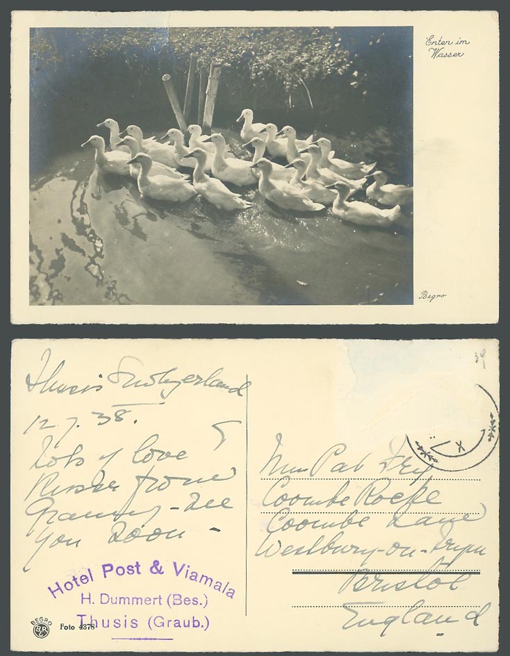 Duck Ducks Birds Enter im Wasser Swiss 1938 Old RP Postcard Hotel Post & Viamala