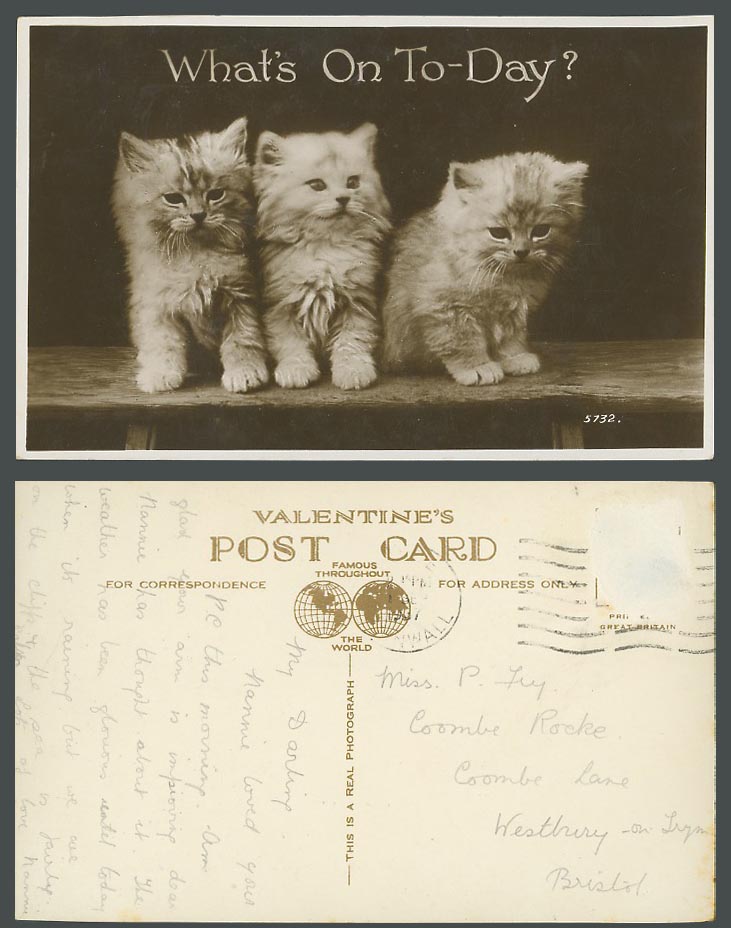 Cats Kittens Cat Kitten Pet What's On To-Day Today? 1937 Old Real Photo Postcard