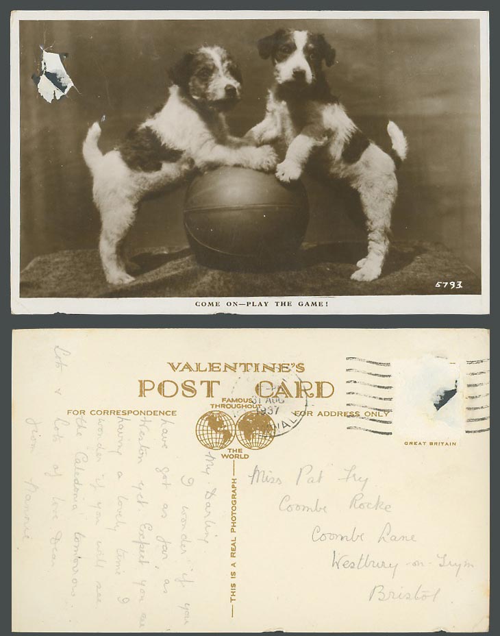 Dogs Puppies Ball Come On, Play The Game! Dog Puppy 1937 Old Real Photo Postcard