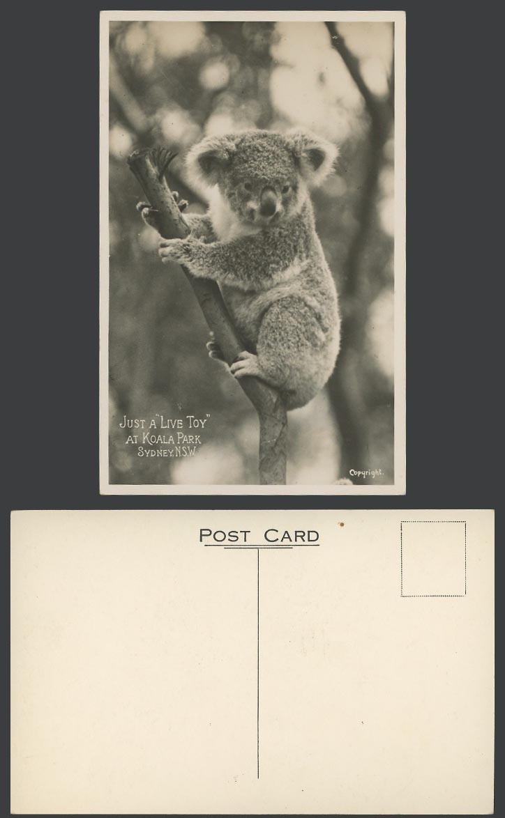 Australia, Just a Live Toy at Koala Park, Sydney N.S.W. Old Real Photo Postcard