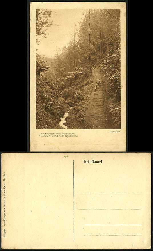 Indonesia Dutch East Indies JAVA Old Postcard Tjemara Wood Steps near Ngadiwono