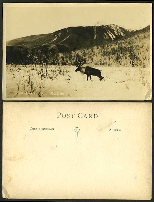 Canada Old Postcard Snow Mountains Animal CARIBOO MOOSE