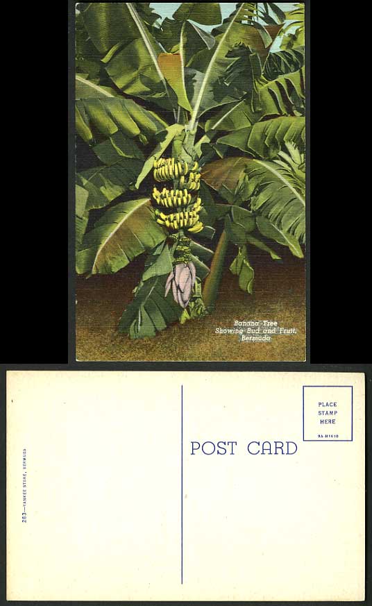 Bermuda Old Tinted Postcard - Banana Tree Bud and Fruit