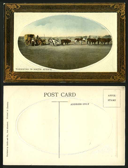 South Africa Trekking c1900 Old Postcard Cattles