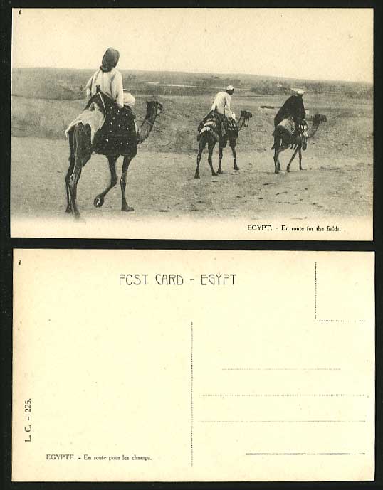 Egypt Old Postcard CAIRO En route for the Fields Camels