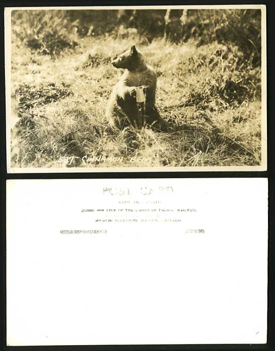 Cinnamon Bear Canada Old B/W Real Photo Postcard Animal