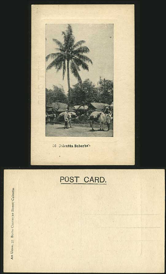 India Old Postcard Cattles Palm Tree - Calcutta Suberbs Suburbs