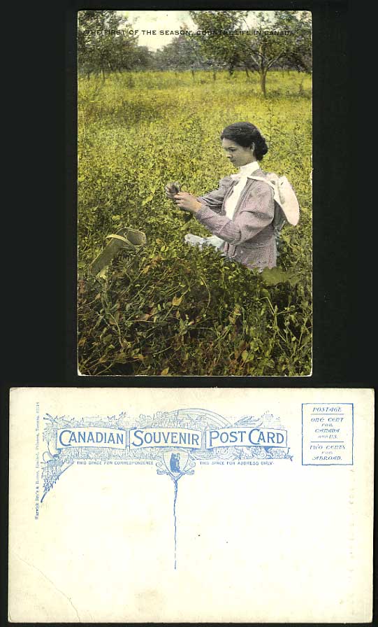 Canada Old Postcard Girl - First of Season Country Life