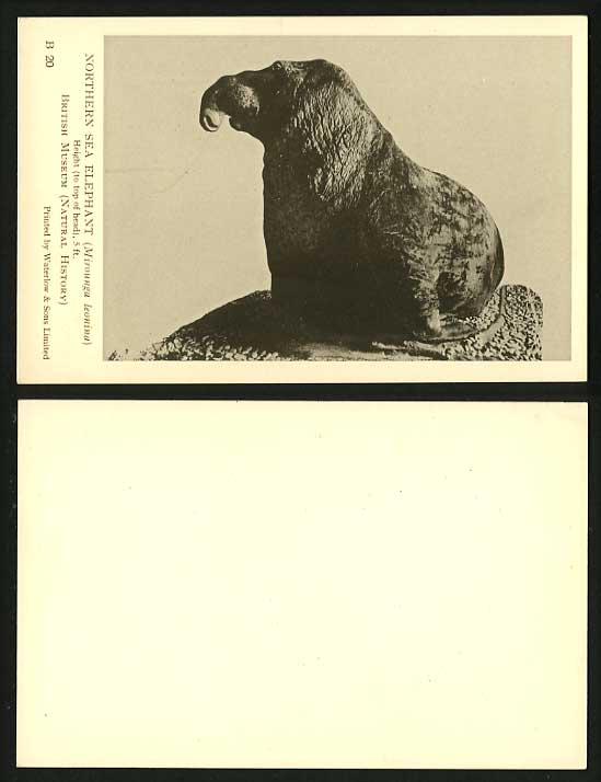 NORTHERN SEA ELEPHANT Mirounga leonina 5ft Old Postcard