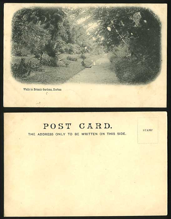 South Africa Old Postcard DURBAN Walk in Botanic Garden