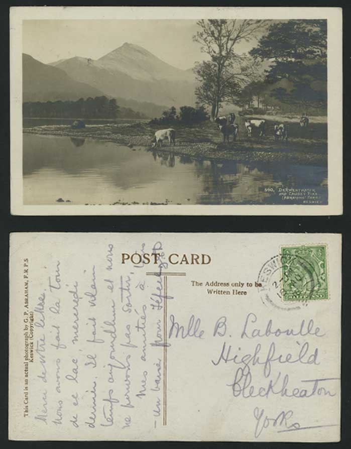 Derwentwater & Causey Pike Cattle Cow 1916 Old Postcard