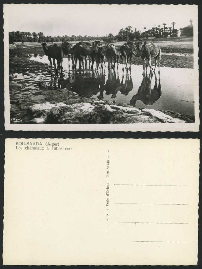 Alger Old Postcard BOU SAADA Chameaux abreuvoir, CAMELS