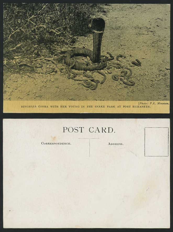 Port Elizabeth Old Postcard Ringhals Cobra Snake Park - South Africa Snakes