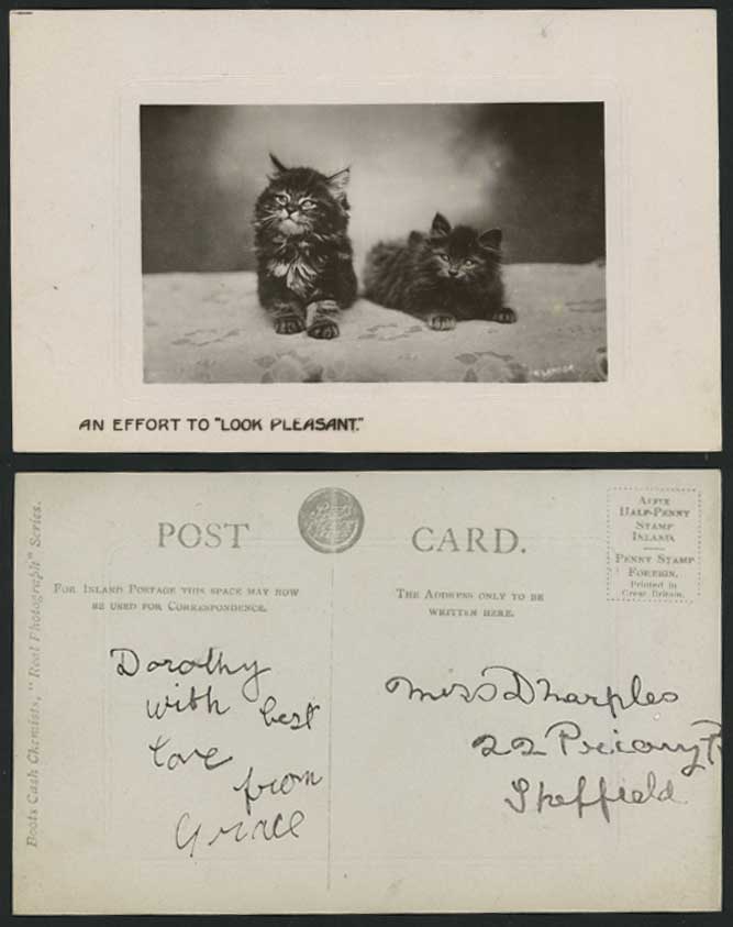 Cats Kittens, An Effot to Look Pleasant Old RP Postcard