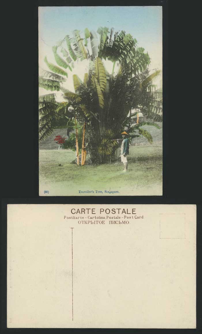 Singapore Old Hand Tinted Colour Postcard TRAVELLERS PALM TREE Man, Malaya Malay