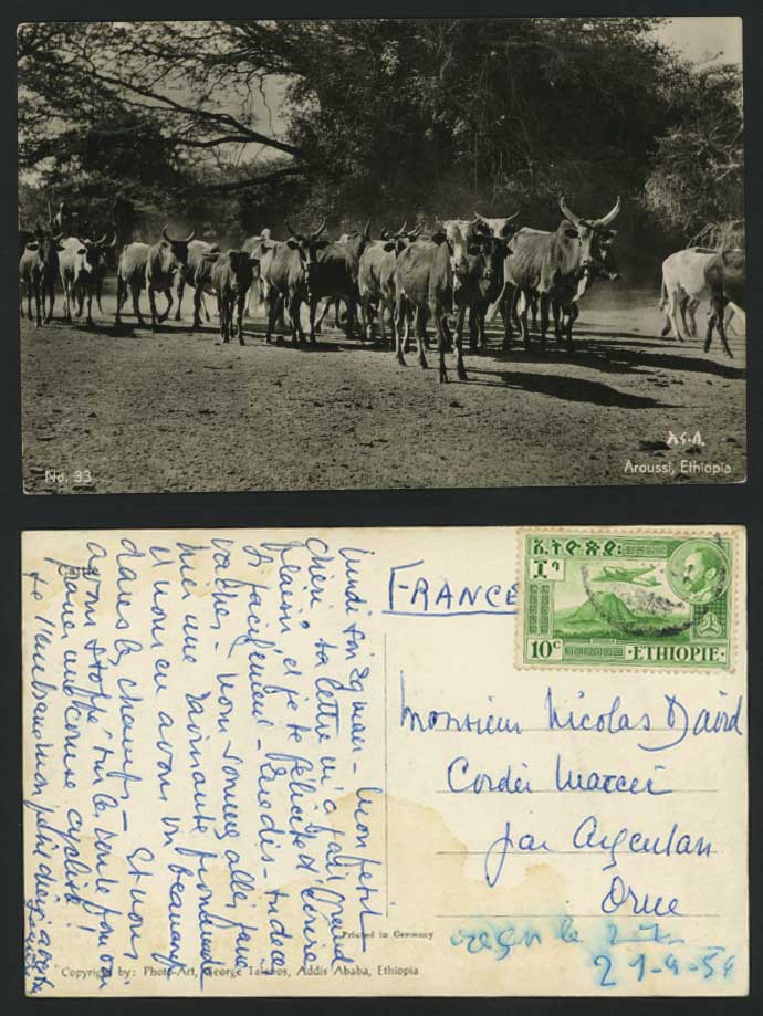 Ethiopia 1954 Old RP Postcard Addis Abeba Ababa, CATTLE