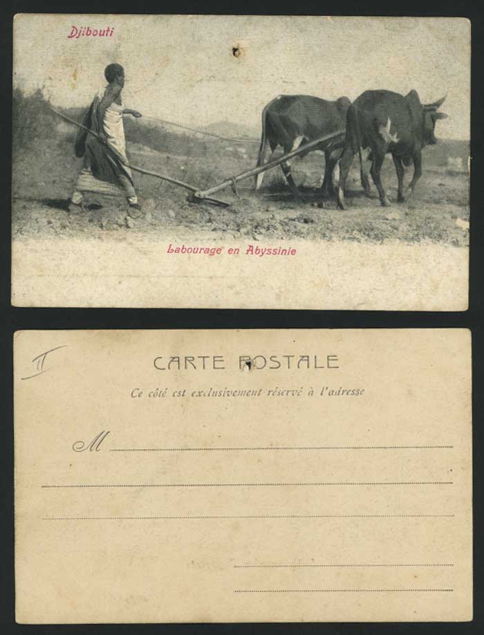 DJIBOUTI Old UB Postcard Cattle Ploughing in Abyssinia